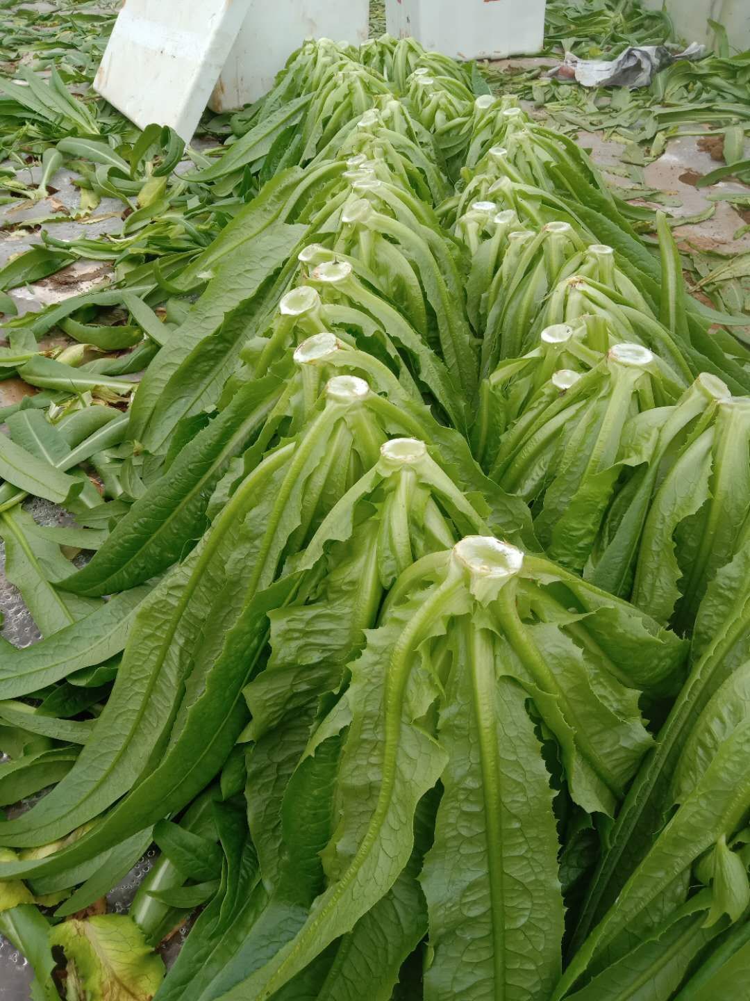 青油麦  油麦，产地批发  代办
