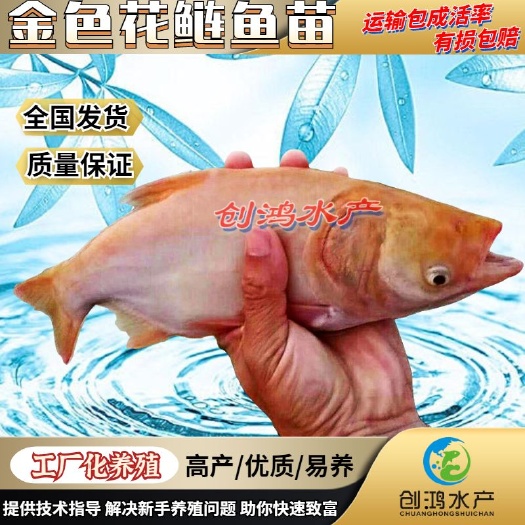 广州基地直供 金丝大头鱼苗 金大头鱼苗 金色鳙鱼苗 淡水养殖