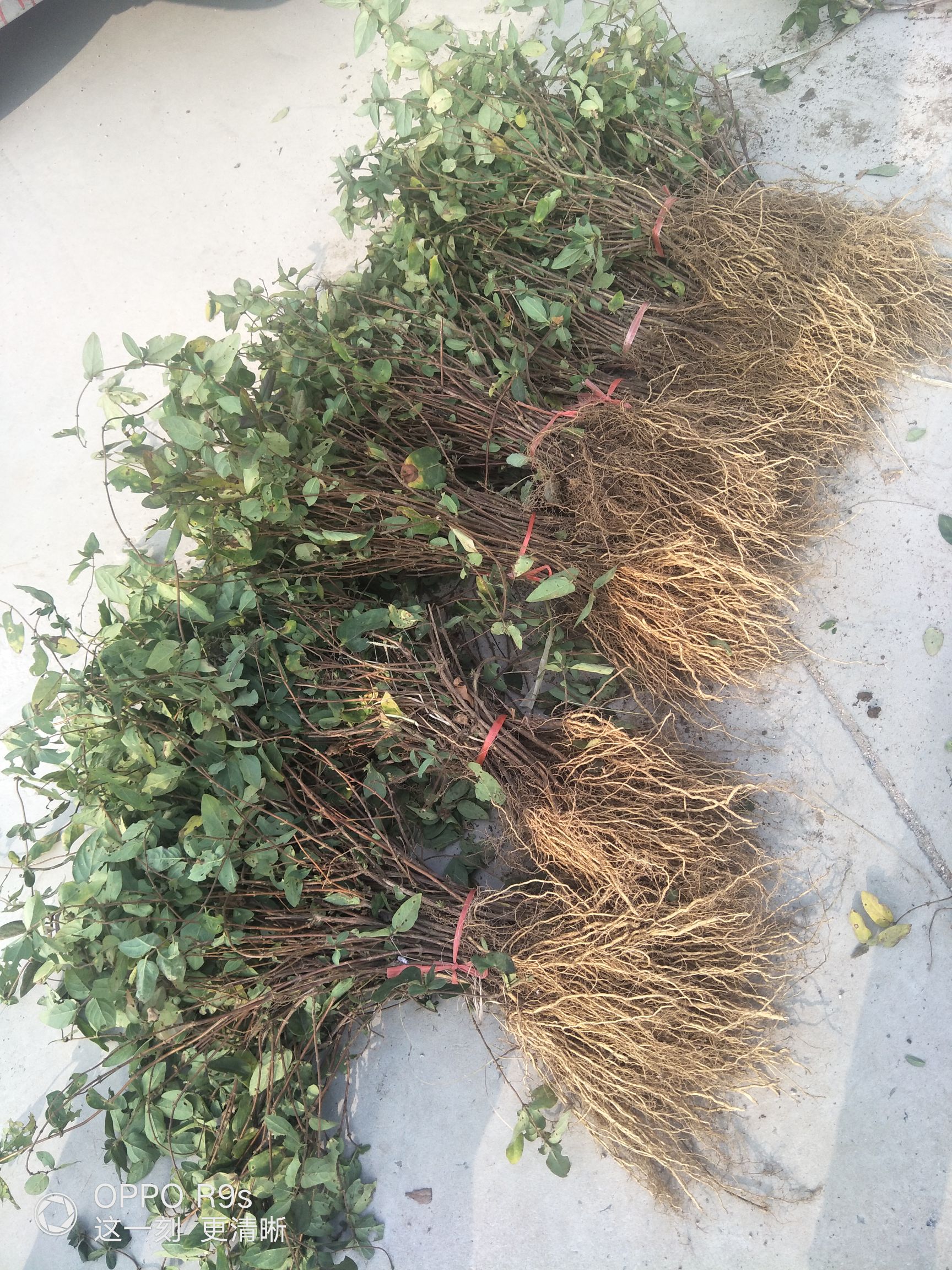 四季金银花苗  
当天挖苗，当天发货。免费技术指导