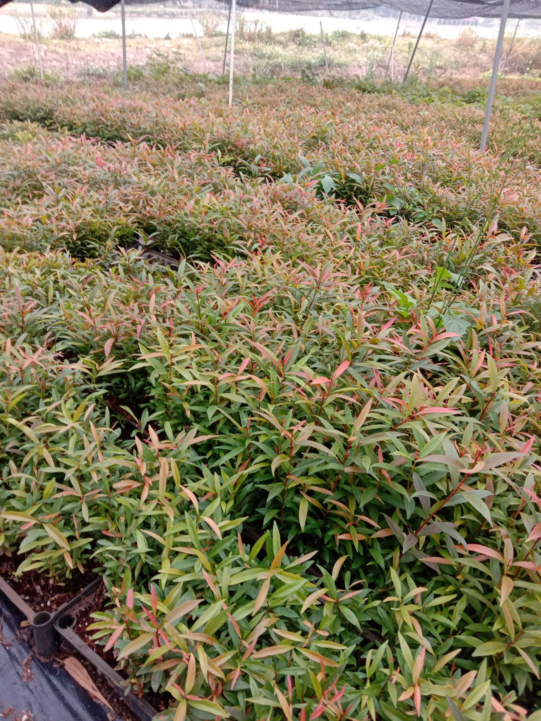 红车种苗园林绿化彩叶地被绿植