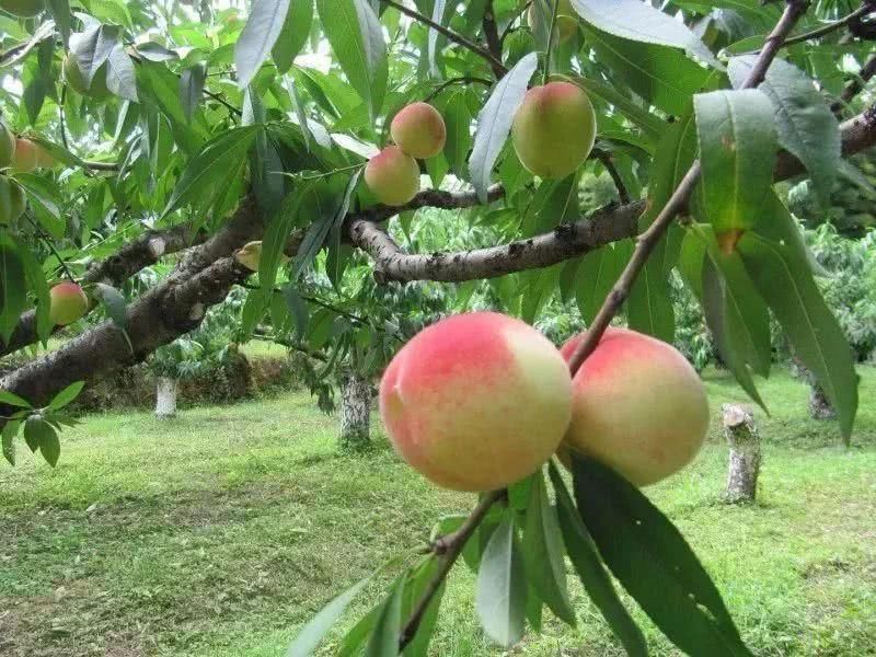 水蜜桃苗 水蜜桃桃树苗