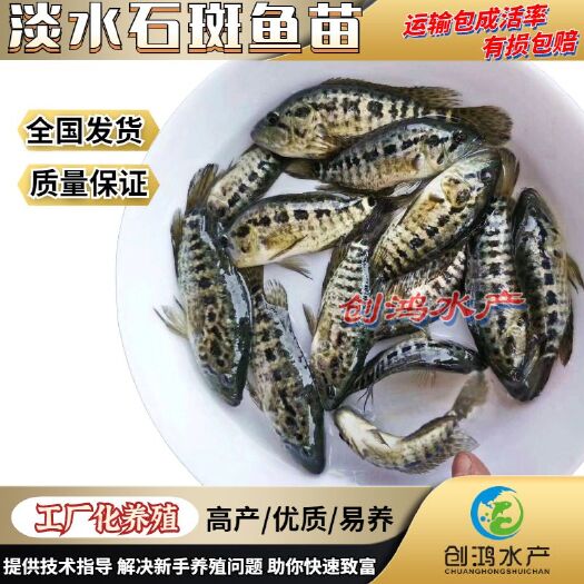 广州淡水石斑鱼苗  【淡水养殖】淡水珍珠石斑鱼苗 龙胆石斑鱼苗 花斑鱼苗