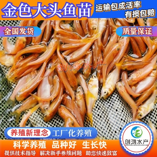 广州【精选推介】金鳙鱼苗 金花鲢鱼苗 金大头鱼苗 淡水养殖