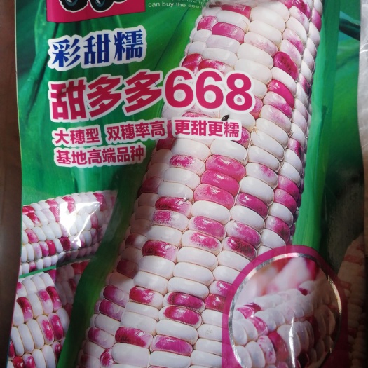 甜糯玉米种子 棒棒大，芯芯小，加甜加糯，口感好！
