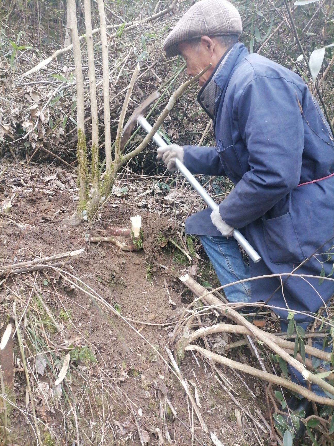 金弹子0，5米以下地径2一4厘米