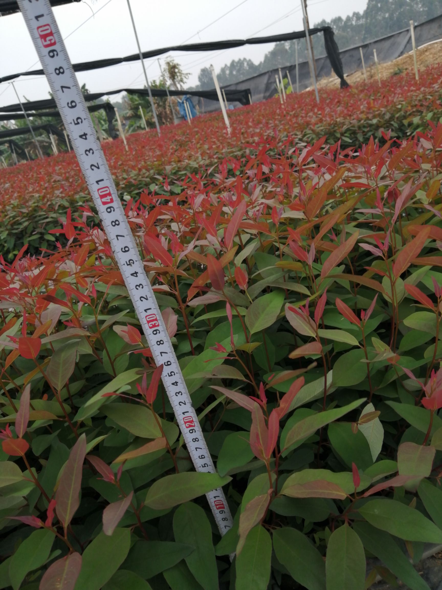 桉树苗  大量优质轻基杯3229供应