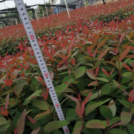 遂溪县桉树苗  大量优质轻基杯3229供应
