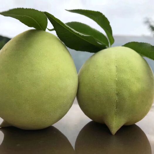 祁阳市鹰嘴蜜桃苗  特甜鹰嘴桃品种，可签合同，苗子粗壮，根系发达，