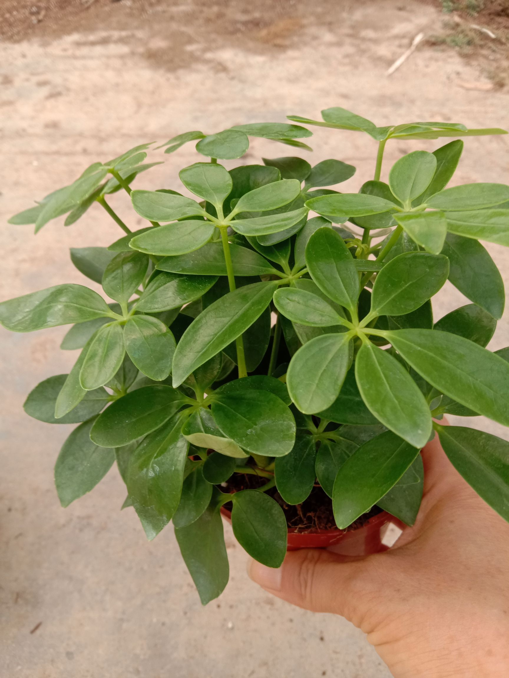 鸭脚木盆栽  办公室桌面创意盆栽