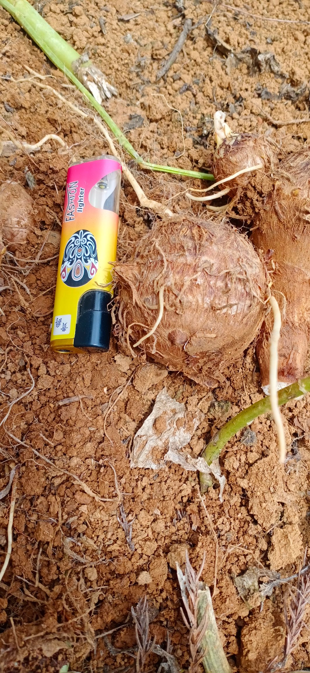 毛芋头  云南香糯毛芋，需购的老板欢迎联系下单