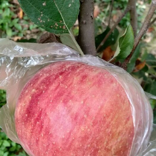 虞城县富硒苹果  喜迎双节特把木兰牌丑苹果，奉献给广大的消费
