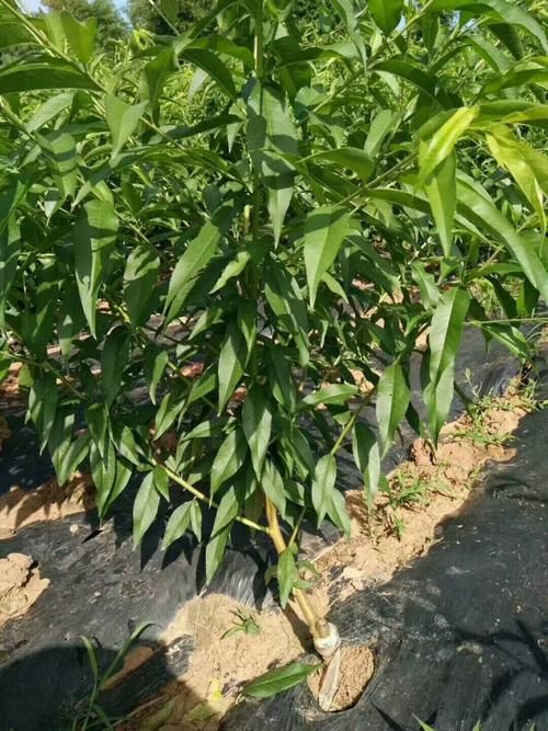 水蜜桃苗 水蜜桃桃树苗