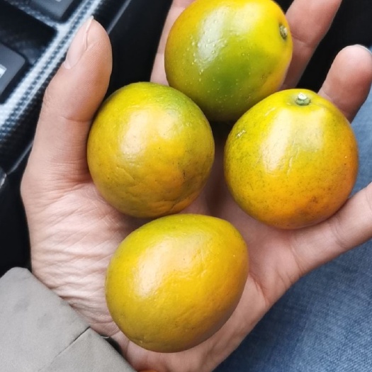 资兴市脆蜜金桔 特级果 