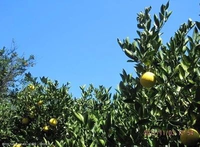 常山胡柚有点苦、有点甜，有点酸、有点鲜 ，清肺润肺