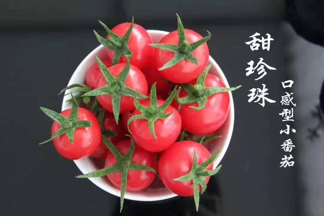 甜珍珠小西红柿苗糖度高口感好新品种