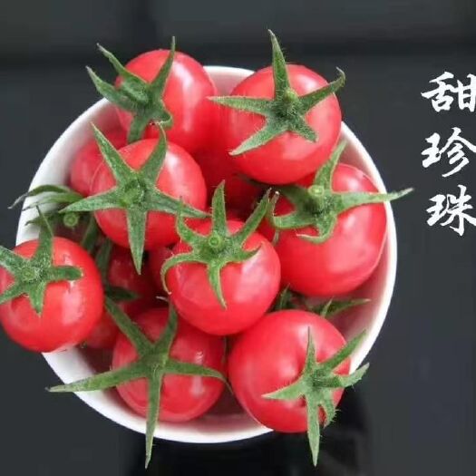 寿光市甜珍珠小西红柿苗糖度高口感好新品种