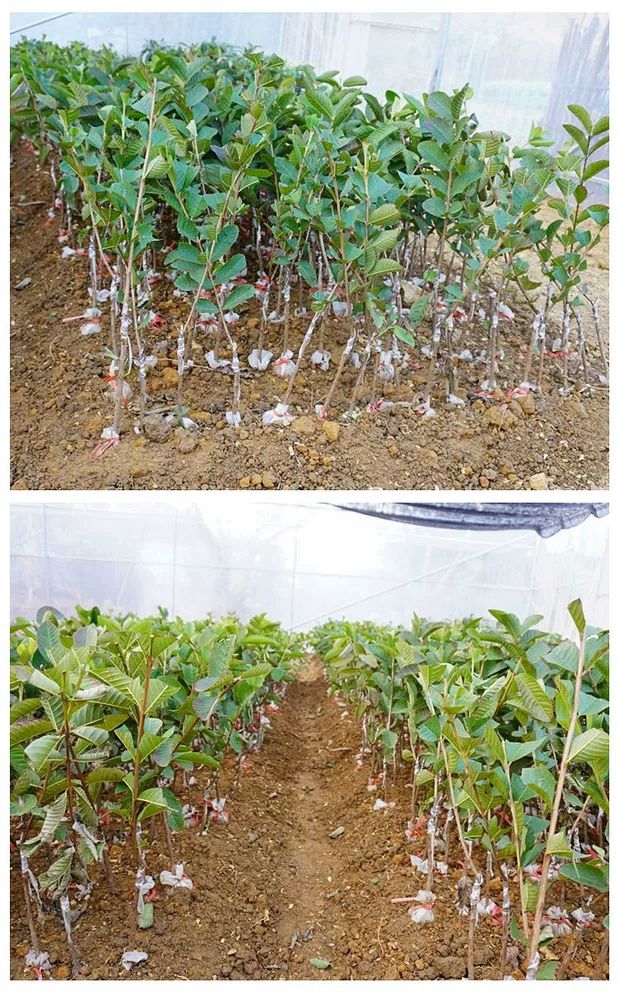 番石榴苗四季白心红心珍珠西瓜红芭乐嫁接苗包邮