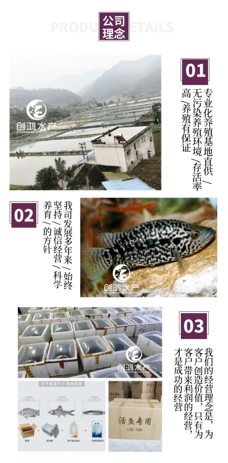 淡水石斑鱼苗  【大量批发】淡水珍珠石斑鱼苗 龙胆石斑鱼苗 老鼠斑鱼苗