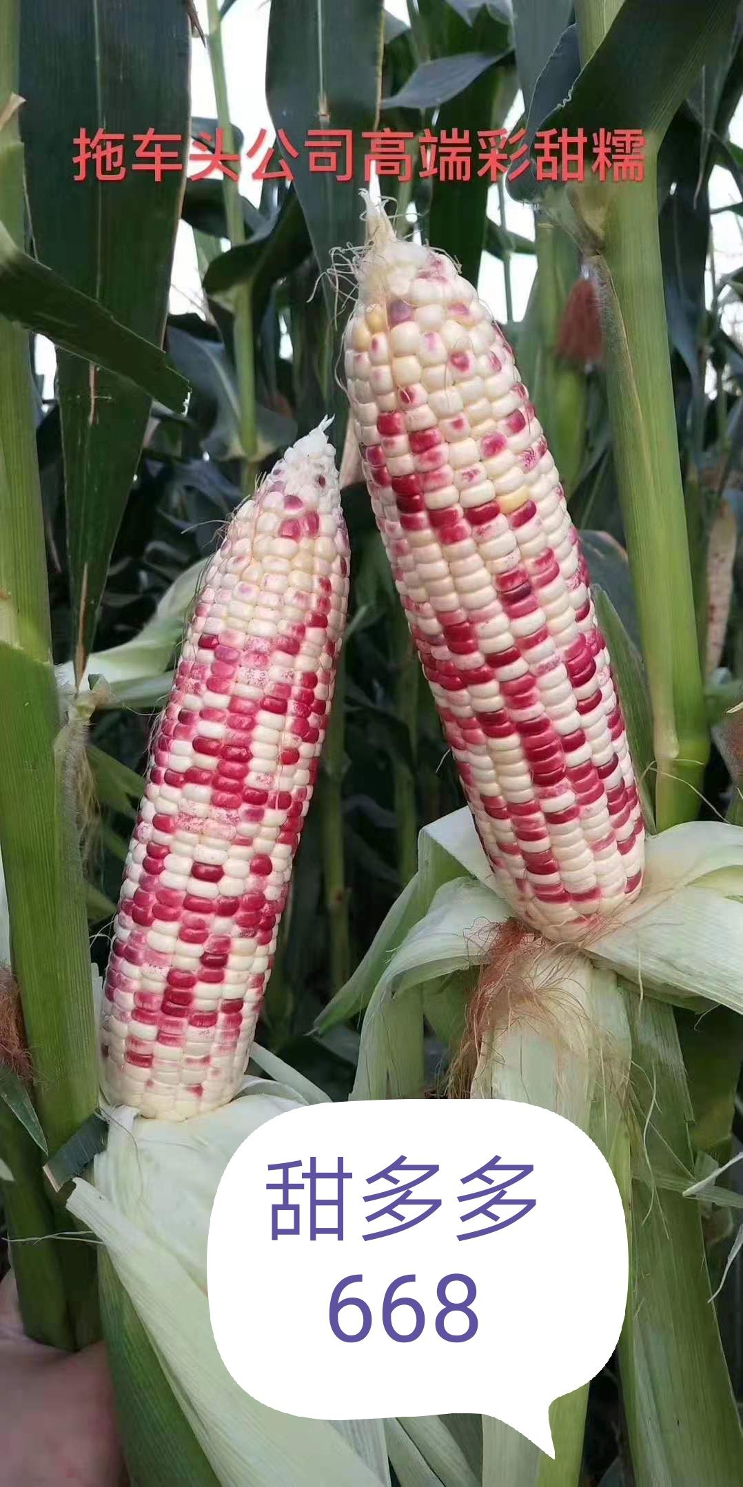 甜糯玉米种子 棒棒大，芯芯小，加甜加糯，口感好！