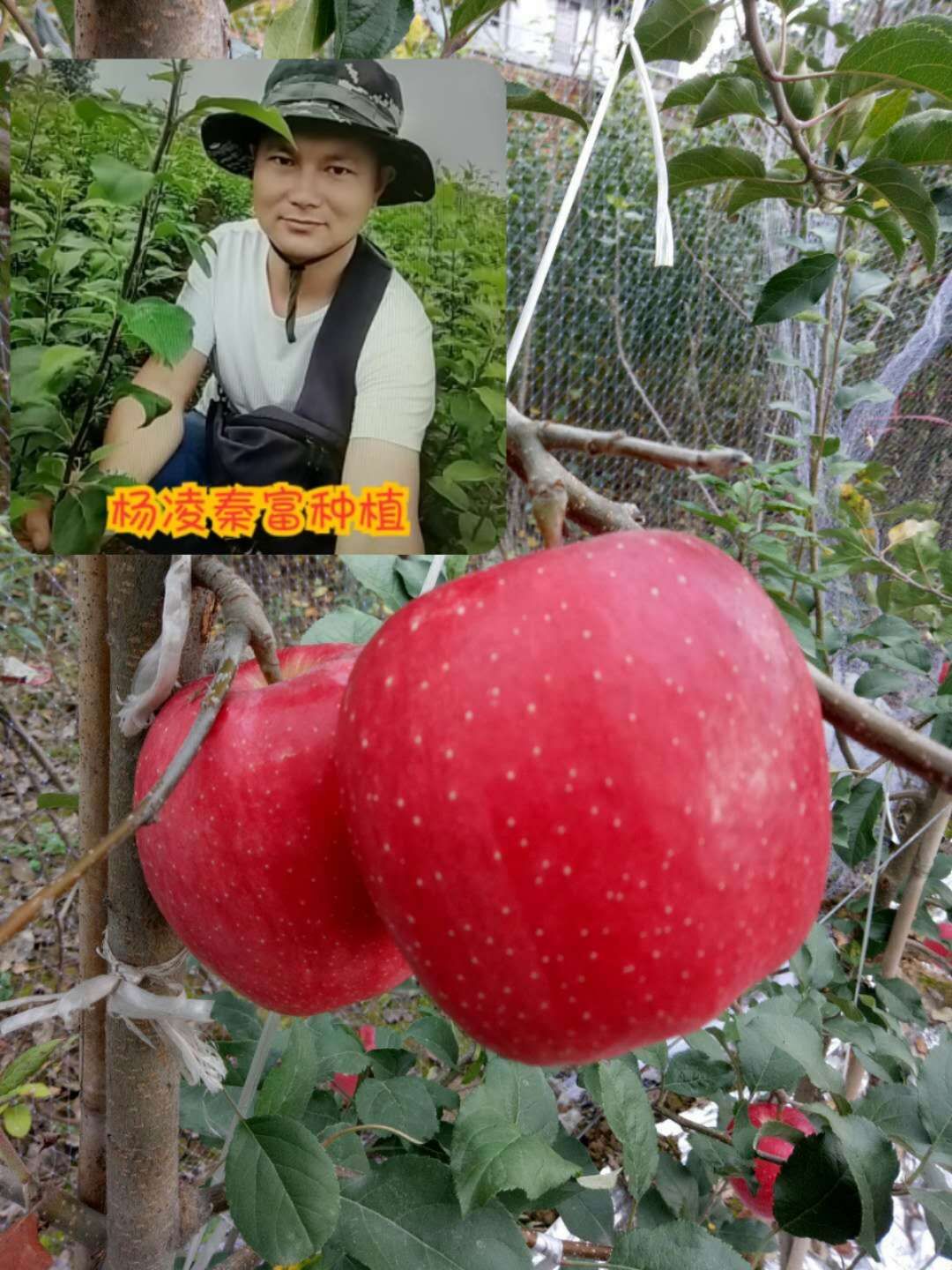 咸阳苹果接穗  【瑞香红】新品种母树优选嫁接枝条