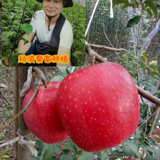 咸阳苹果接穗  【瑞香红】新品种母树优选嫁接枝条