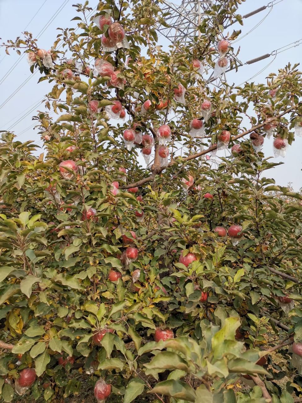 冰糖心苹果 糖心苹果