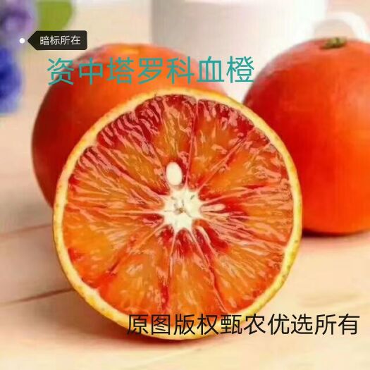 资中县资中血橙塔罗科血橙现采现发一件代发代办代收