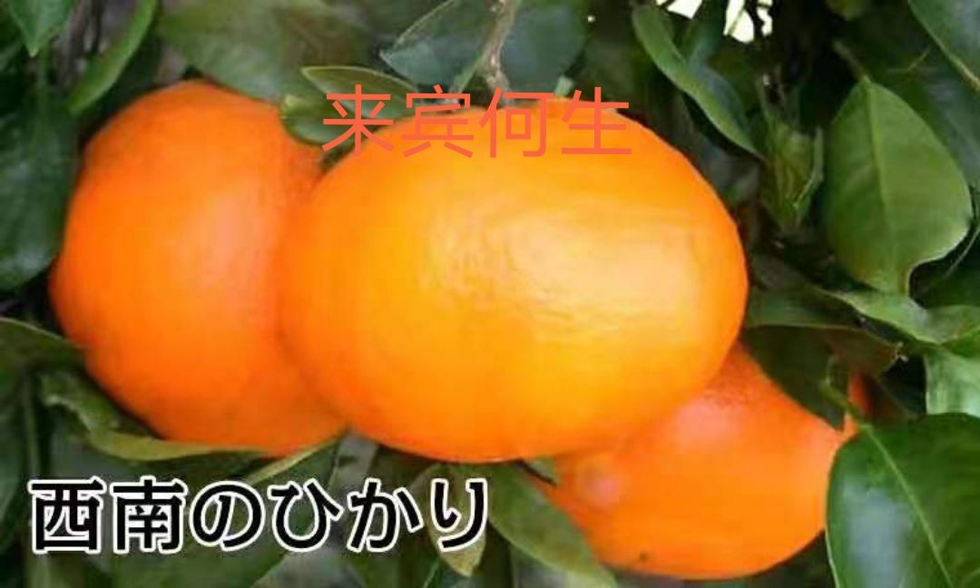 西南之光柑橘苗