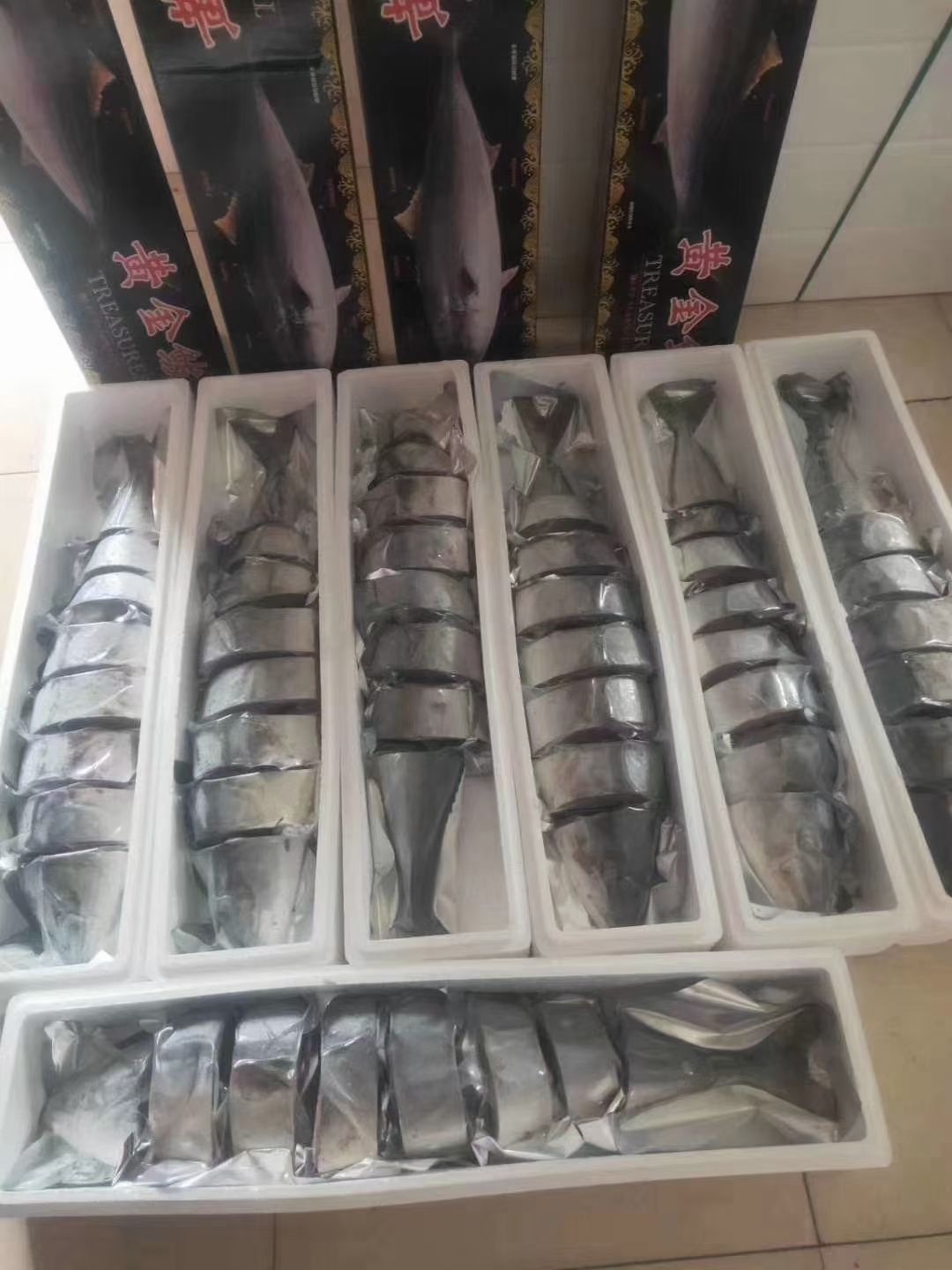 黄金鲅，鲜活速冻，鲅鱼