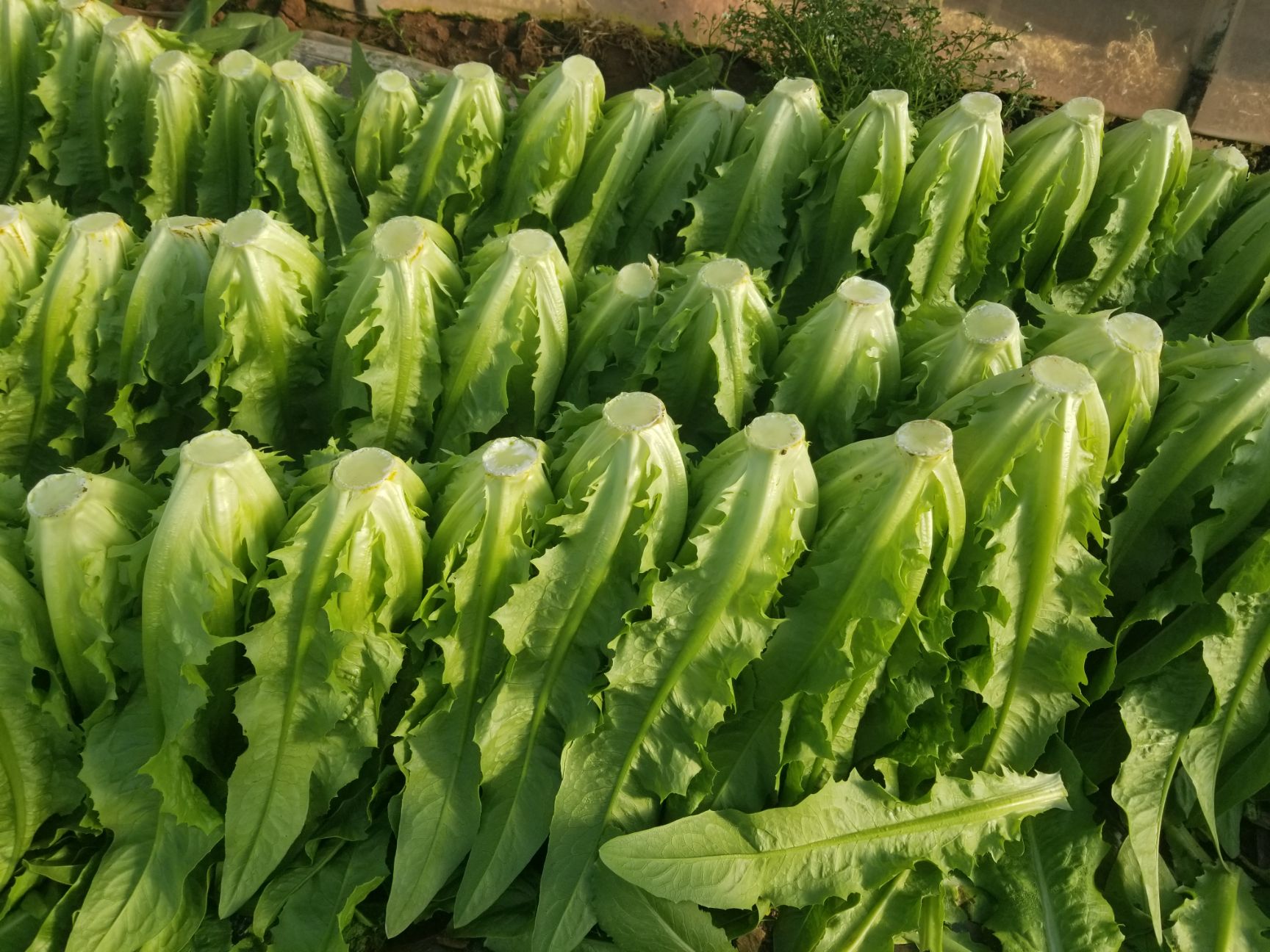 青油麦  油麦，产地批发  代办