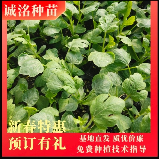 宿州西农8号西瓜苗  葫芦嫁接西农八号嫁接西瓜苗