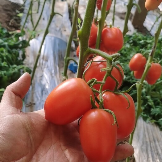 硬粉西红柿  罗曼西红柿 面中带甜 一点酸味都没有  往年都是出口的