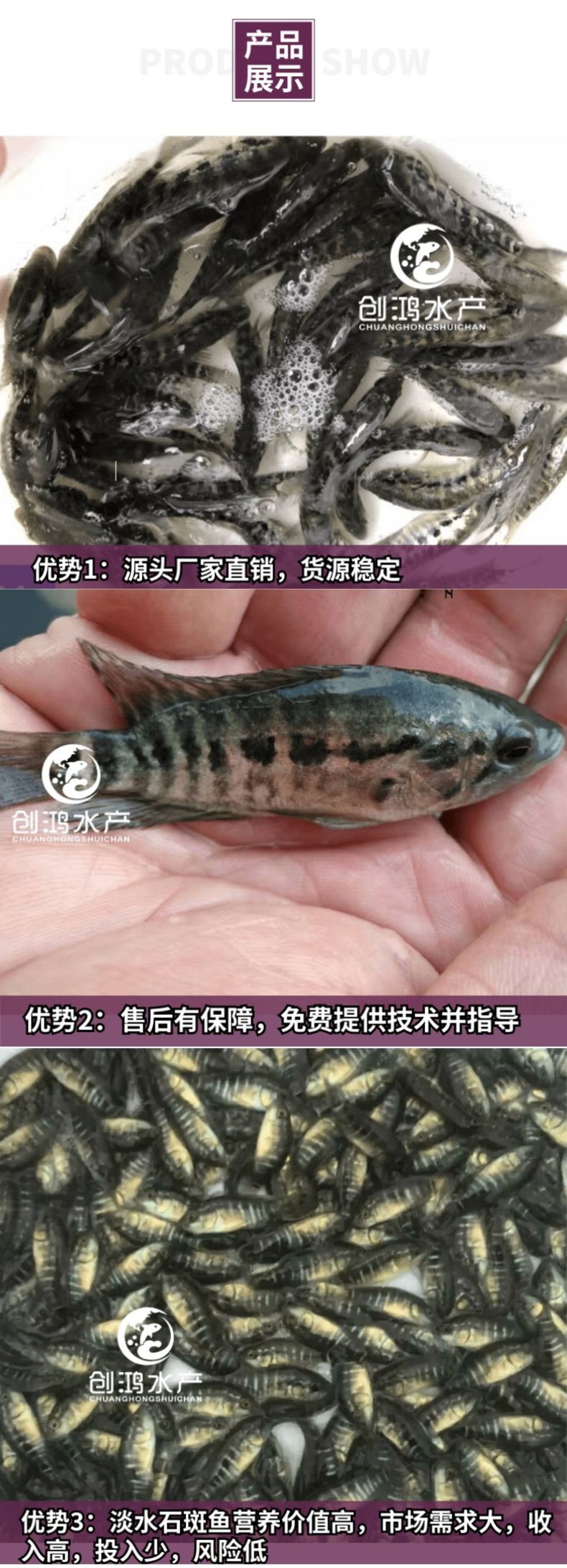 淡水石斑鱼苗  【大量批发】淡水珍珠石斑鱼苗 龙胆石斑鱼苗 老鼠斑鱼苗