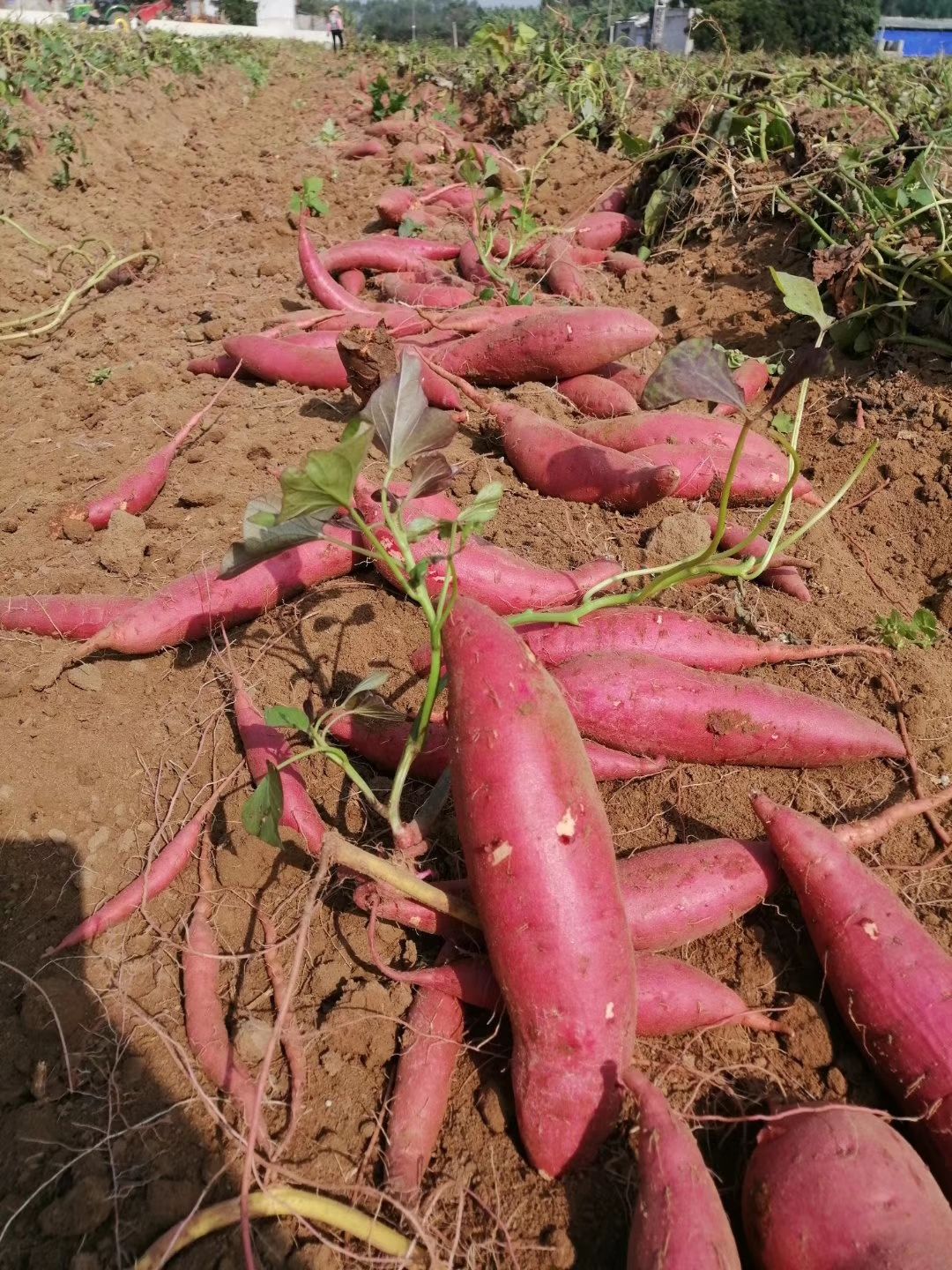 湛江红沙地西瓜红