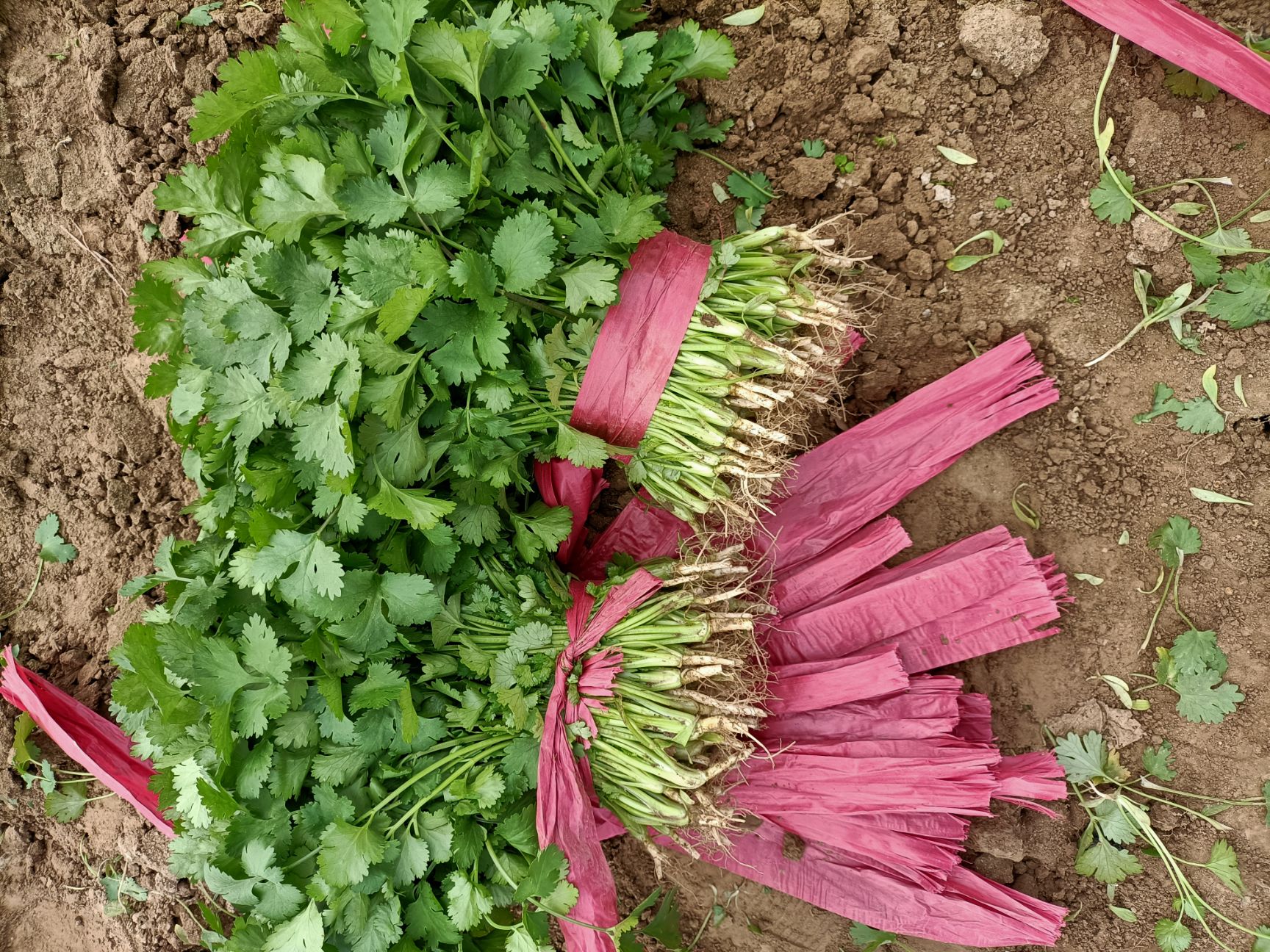 铁杆青香菜  香菜基地  老板挣钱的地方