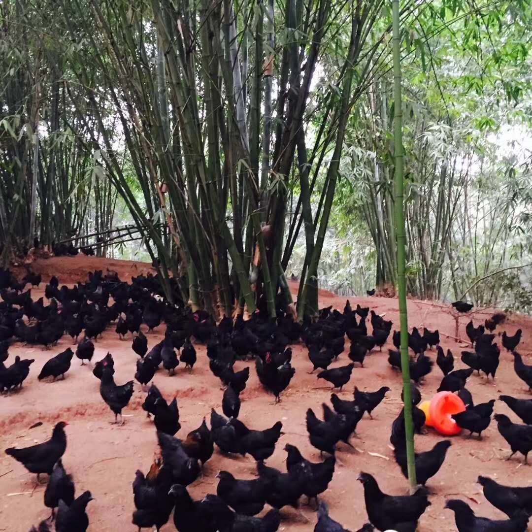 绿壳鸡苗  五黑绿壳蛋鸡苗 绿壳蛋鸡苗