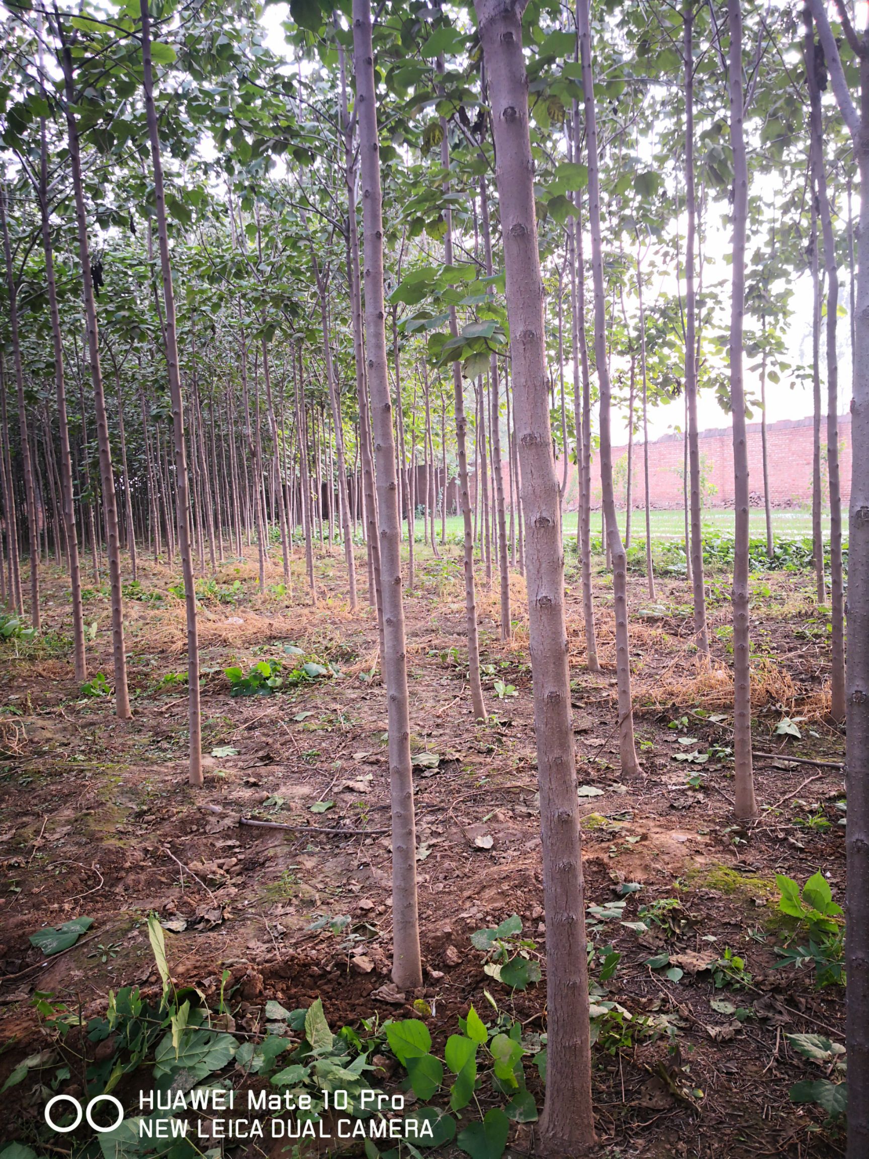 河南楸 低价出售梓树苗