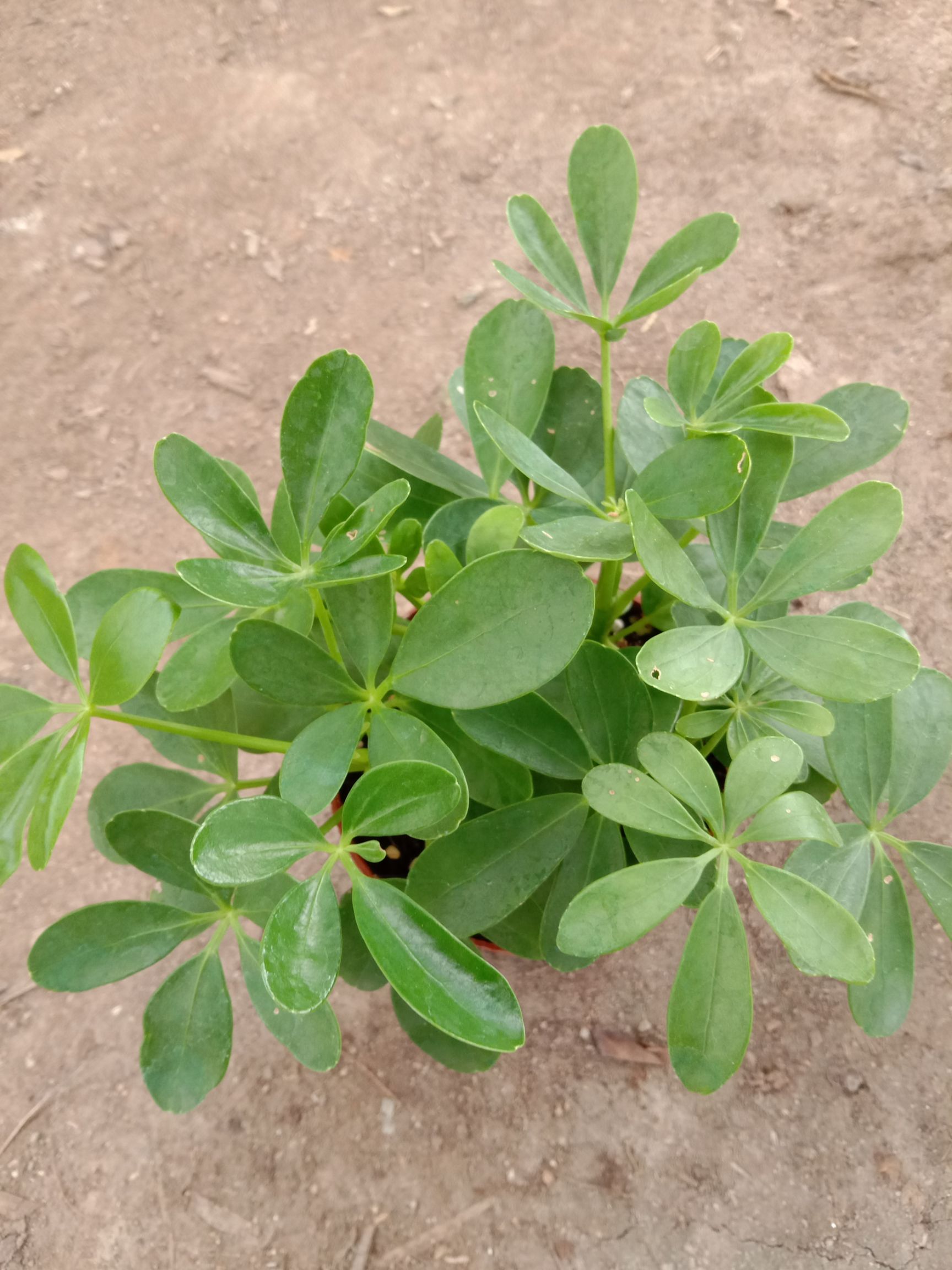 鸭脚木盆栽  办公室桌面创意盆栽