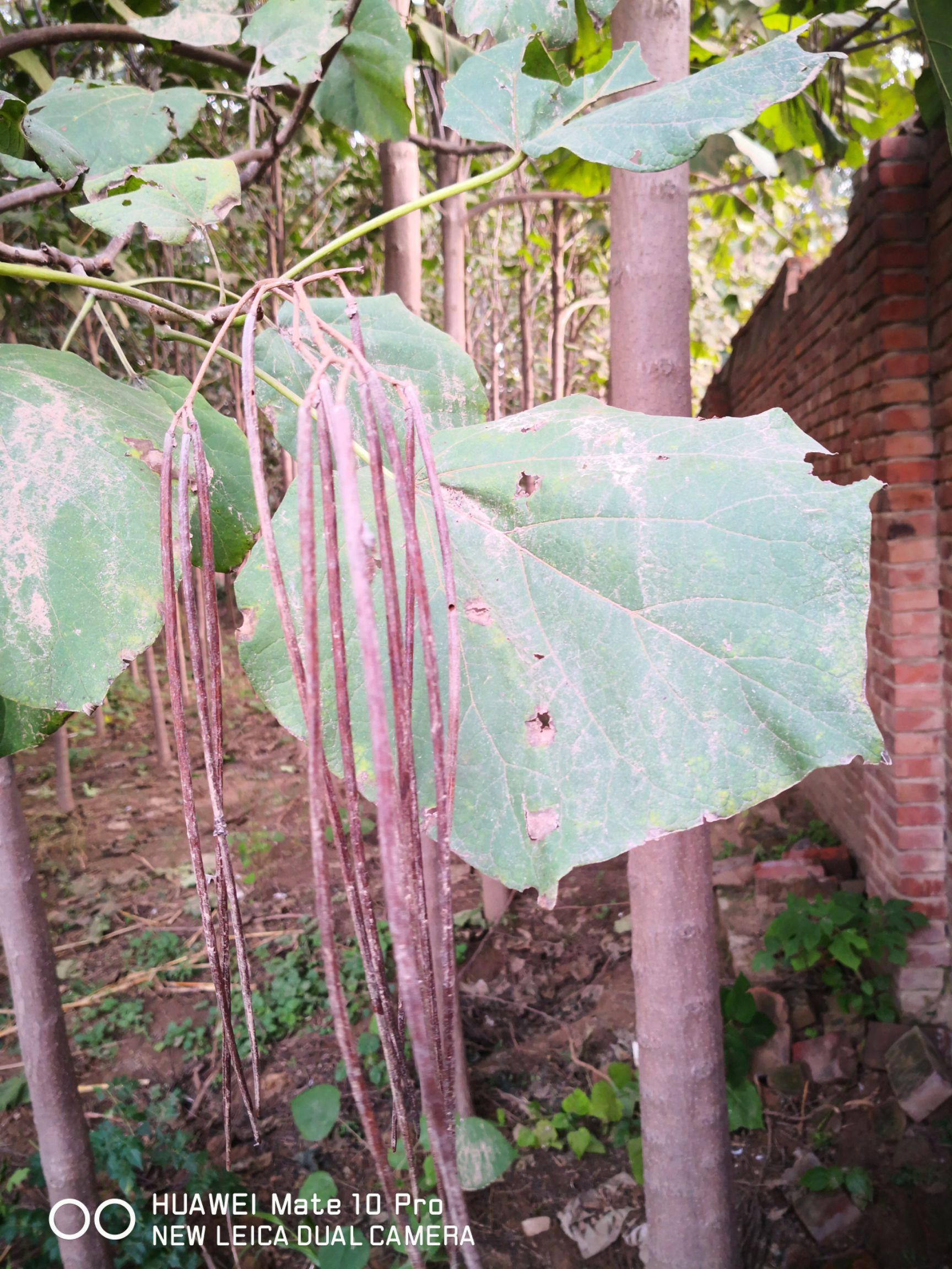 河南楸 低价出售梓树苗