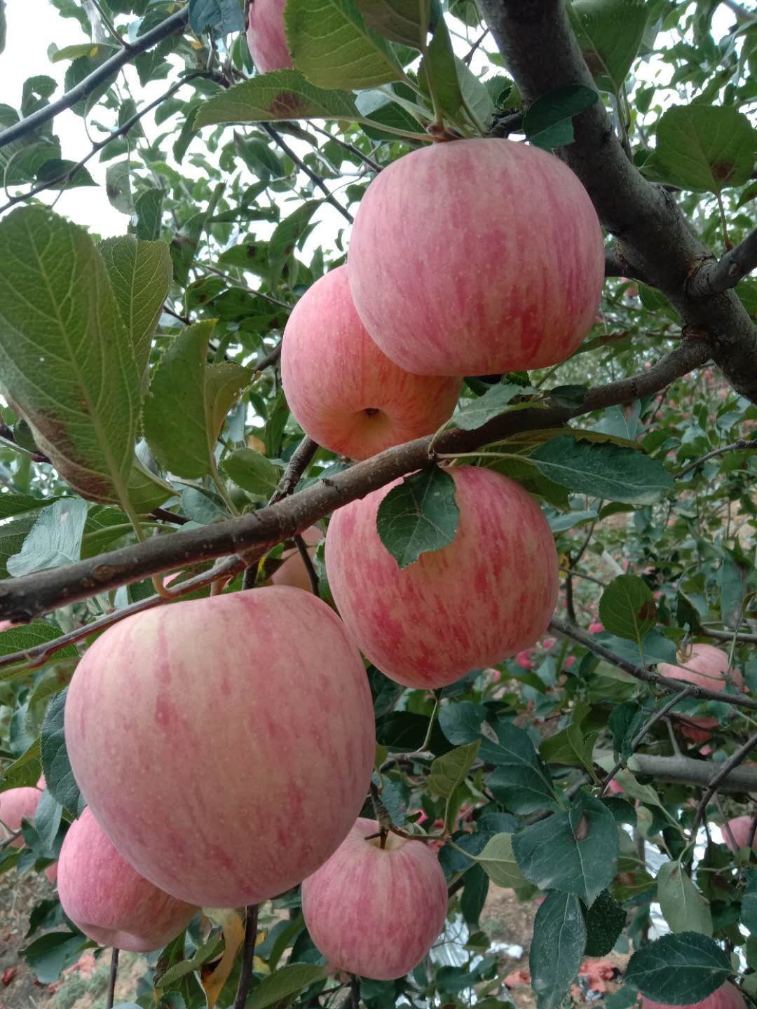 红富士苹果 色好表光好个头大口感好……