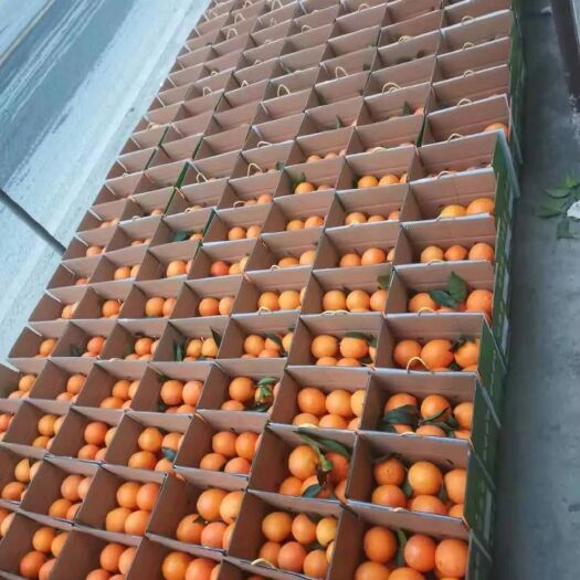雷波县纽荷尔脐橙  雷波脐橙  与赣南脐橙齐名独特果香接受零售批发