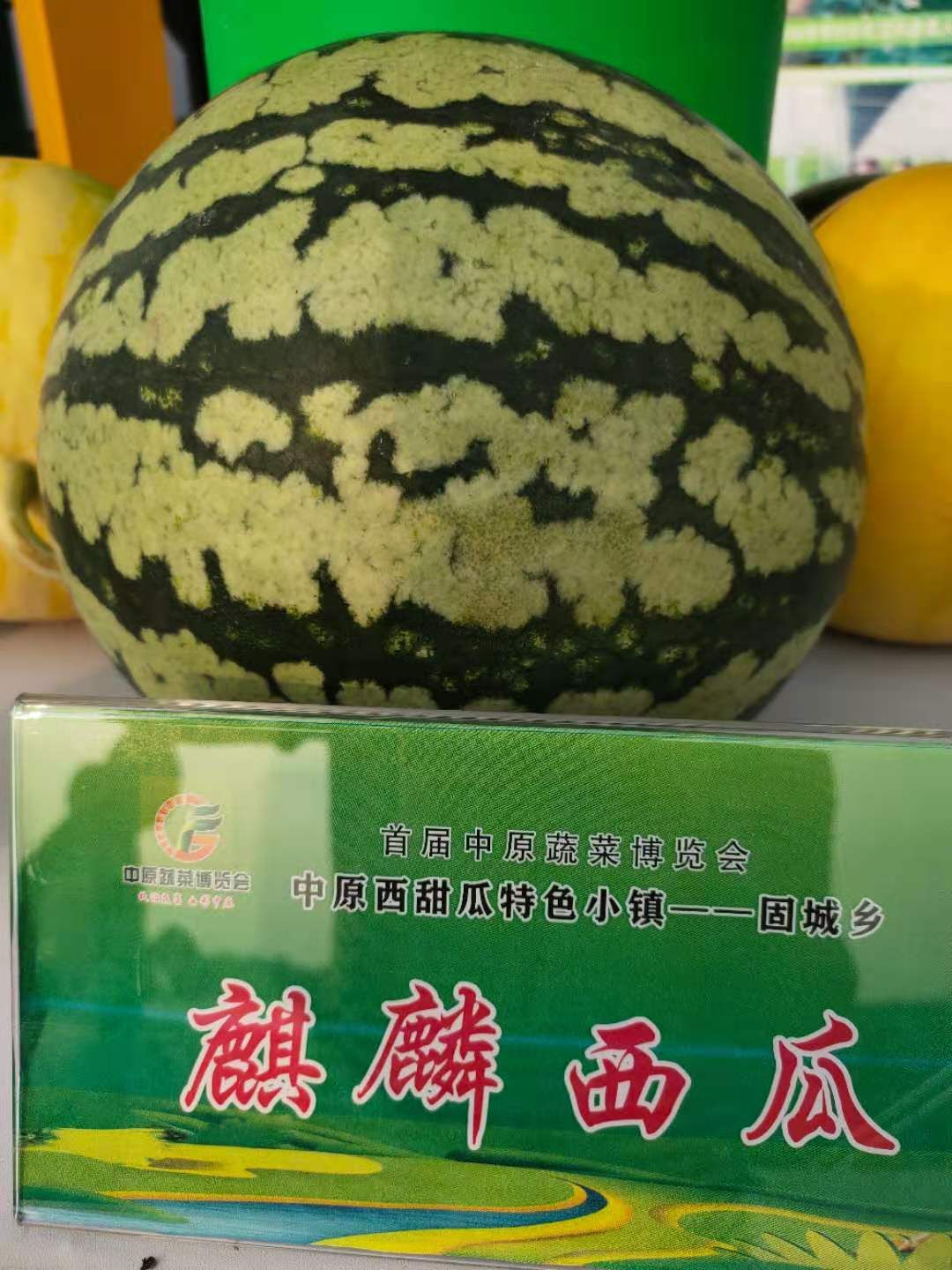 麒麟西瓜种子  西瓜种子 抗病 耐重茬 绿皮