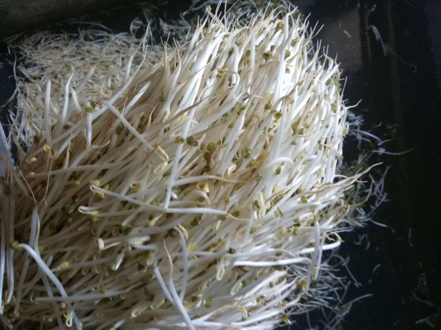 绿豆芽黄豆芽 ***豆芽