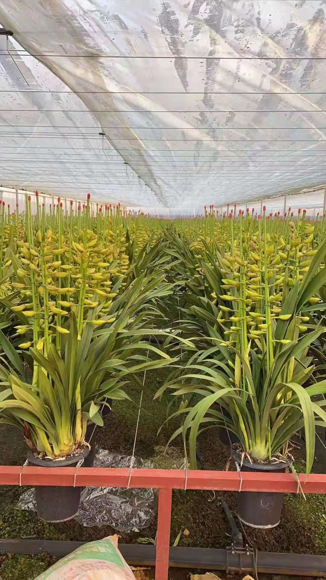 大花惠兰 大花卉兰种植基地批发云南