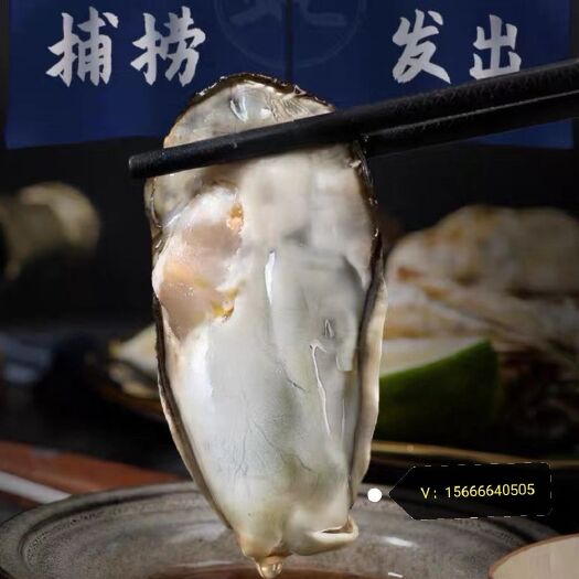海阳市净化蚝，自家养殖，一手货源，成觅长期合作伙伴