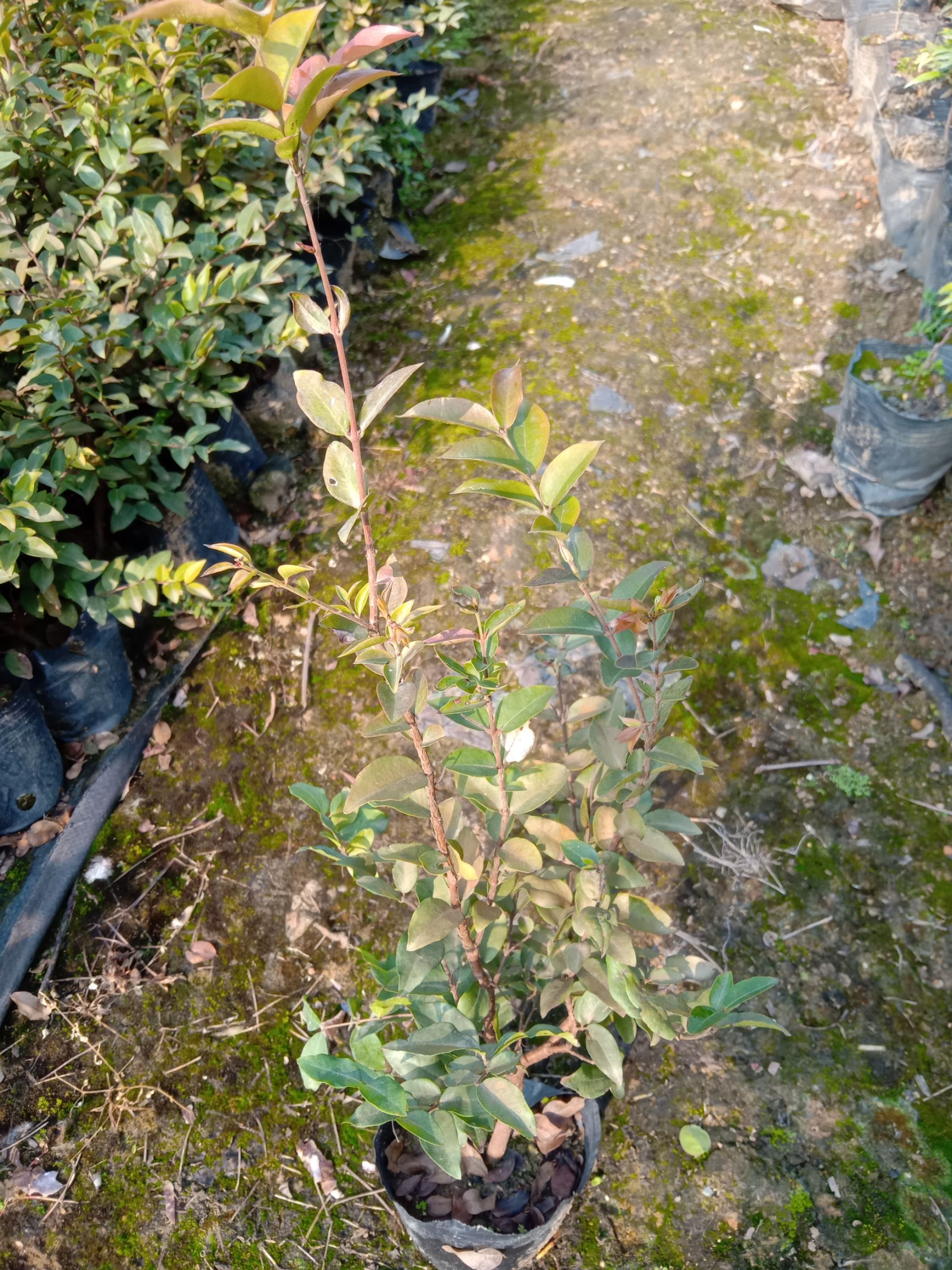 福冈嘉宝果苗庭院盆栽果树苗果大耐寒
