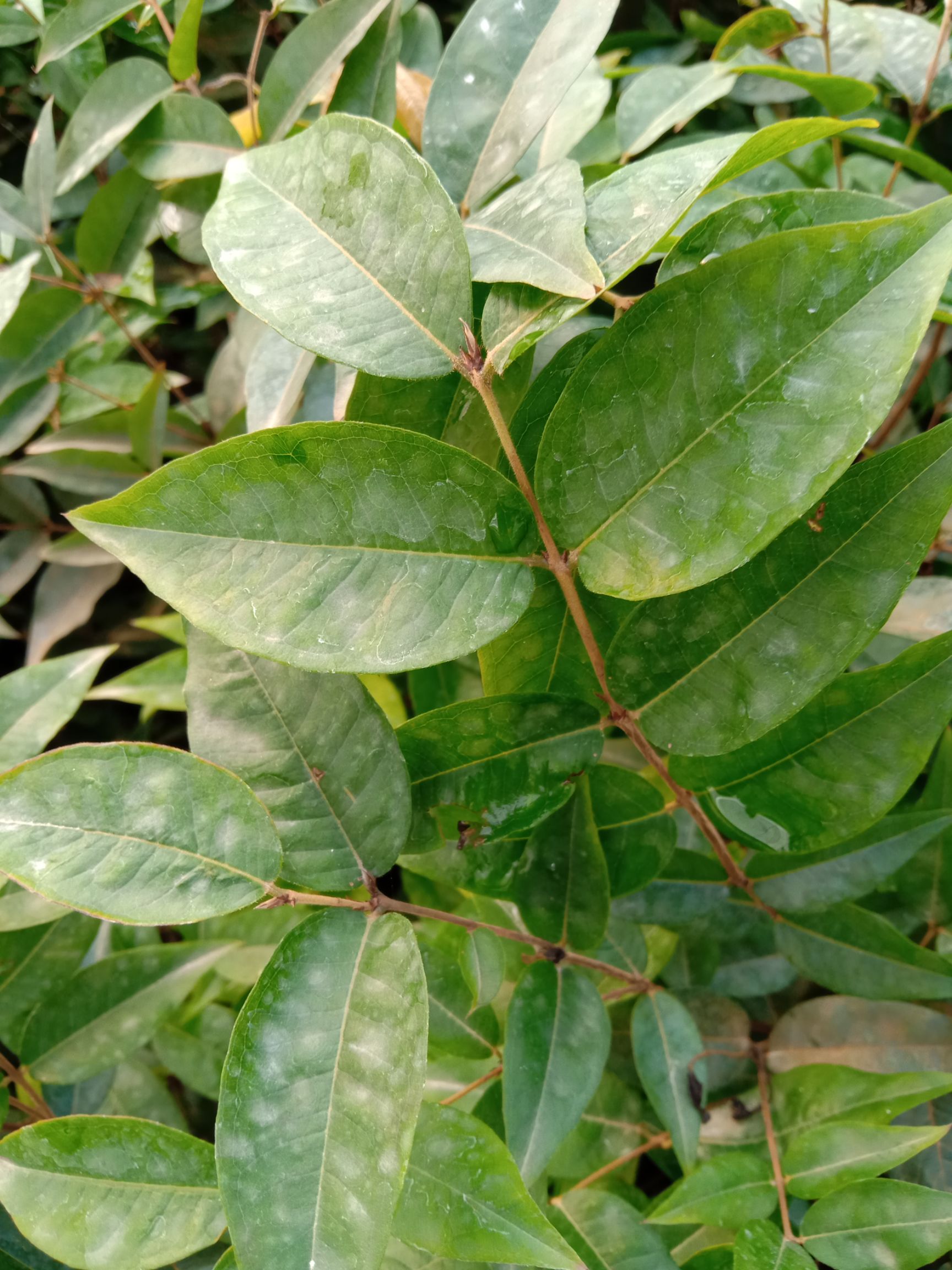 绿水晶嘉宝果苗庭院盆栽果树苗果甜色绿