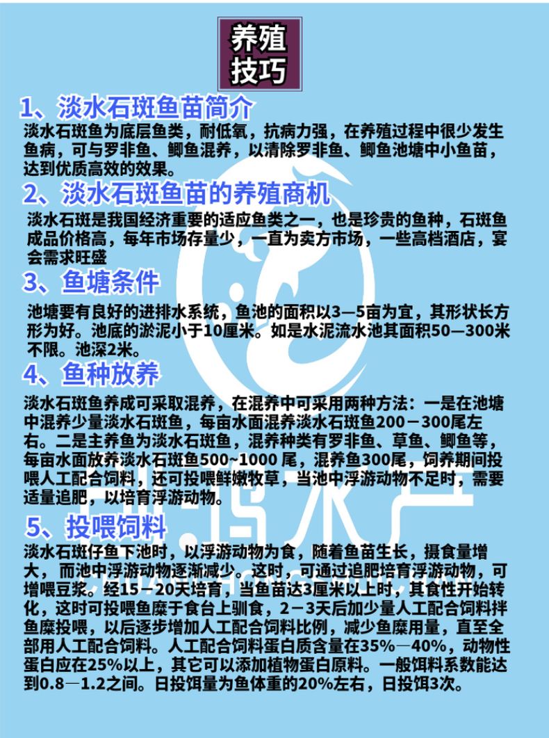 淡水石斑鱼苗  【大量批发】淡水珍珠石斑鱼苗 龙胆石斑鱼苗 老鼠斑鱼苗