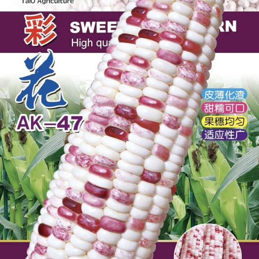 甜糯玉米种子  加甜加糯，皮薄化渣，棒子大，果穗均匀，适应性广。