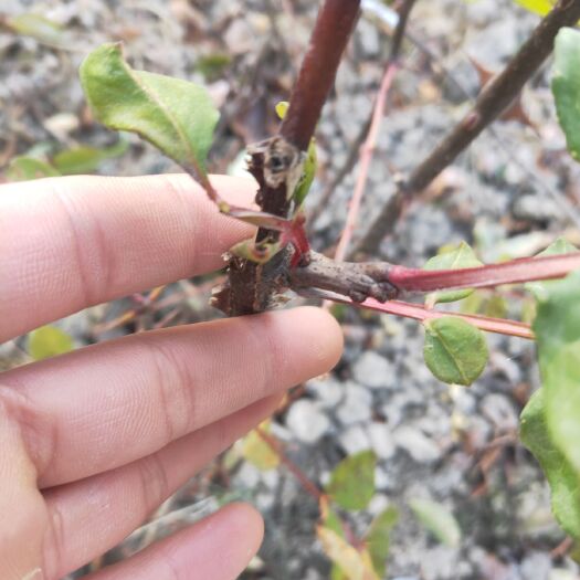陇南嫁接无刺花椒树势旺盛根系发达丰产性稳定，抗逆性强